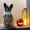 USB Rechargeable LED Dog Collar Multi-Color Lighting Dog Safety Collar Cuttable Length Glow Dog Collar For Small Medium Large Dog Night Walking